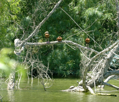 62cooksss 038blackbelliedwhistlingDucks.jpg