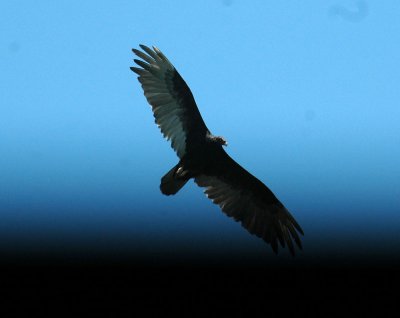 62cooksss 040turkeyVulture.jpg