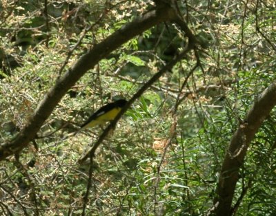 62cooksss 041lesserGoldfinch.jpg