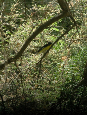 62cooksss 042lesserGoldfinch.jpg
