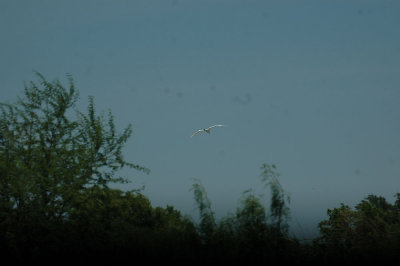 62cooksss 053greatEgret.jpg