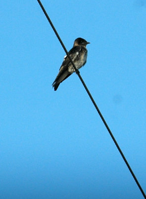 63cooks 001purplemartin.jpg