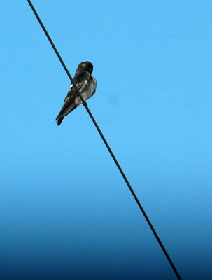 63cooks 002purplemartin.jpg