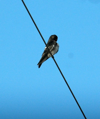 63cooks 003purplemartin.jpg