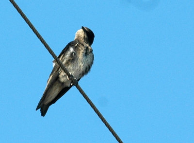 63cooks 007purplemartin.jpg