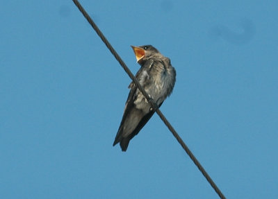 63cooks 008purpleMartin.jpg