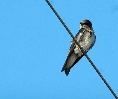 63cooks 011purpleMartin.jpg