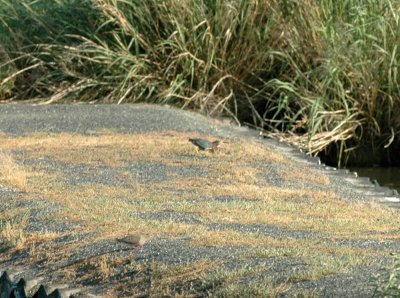 63cooks 012greenHeron.jpg