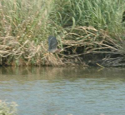 63cooks 013greenHeron.jpg