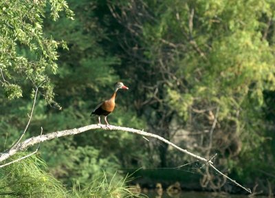 63cooks 022blackbelliedwhistlingduck.jpg