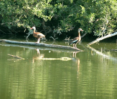 63cooks 023blackbelliedwhistlingducks.jpg