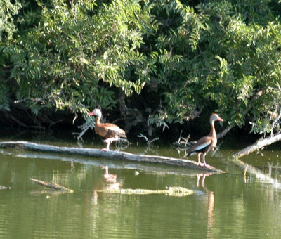 63cooks 024blackbelliedwhistlingducks.jpg