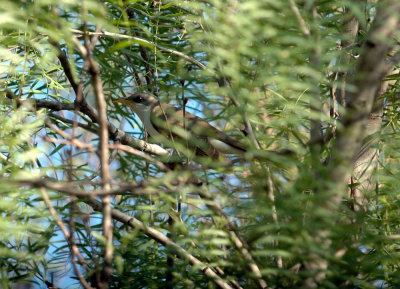 63cooks 027yellowbilledCuckoo.jpg