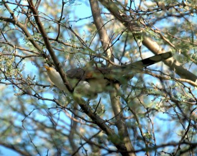 63cooks 028yellowbilledCuckoo.jpg