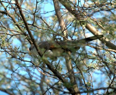 63cooks 029yellowbilledCuckoo.jpg