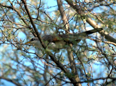 63cooks 030yellowbilledCuckoo.jpg