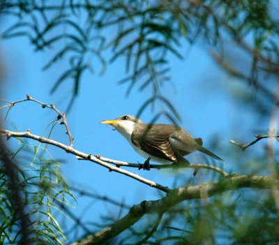 63cooks 031yellowbilledCuckoo.jpg
