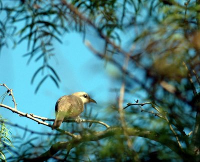 63cooks 032yellowbilledCuckoo.jpg