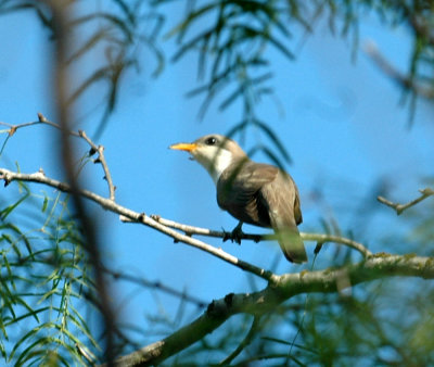 63cooks 033yellowbilledCuckoo.jpg