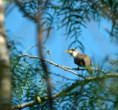 63cooks 034yellowbilledCuckoo.jpg