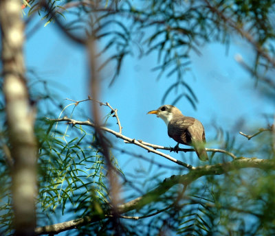 63cooks 035yellowbilledCuckoo.jpg