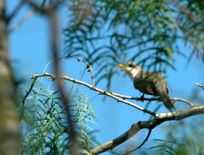 63cooks 036yellowbilledCuckoo.jpg
