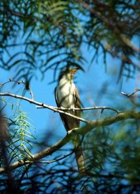 63cooks 038yellowbilledCuckoo.jpg