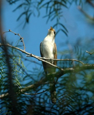 63cooks 041yellowbilledCuckoo.jpg