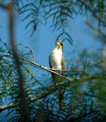 63cooks 042yellowbilledCuckoo.jpg