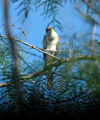 63cooks 043yellowbilledCuckoo.jpg