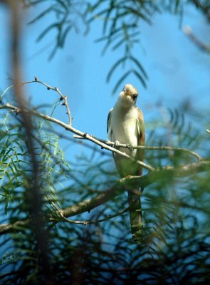 63cooks 044yellowbilledCuckoo.jpg