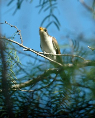 63cooks 045yellowbilledCuckoo.jpg