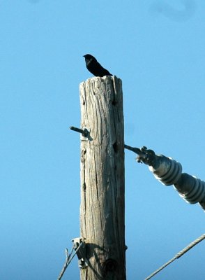 63cooks 047bronzedcowbird.jpg