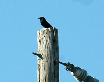 63cooks 048bronzedcowbird.jpg