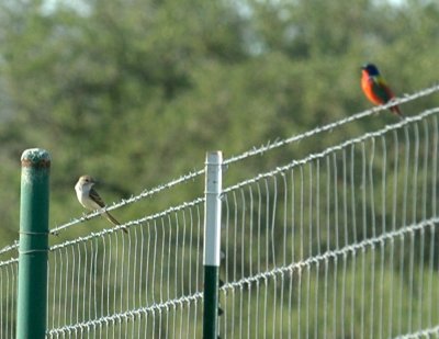 63cooks 055scissortailedPaintedBunting.jpg