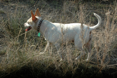 63cooks 065birdDog.jpg