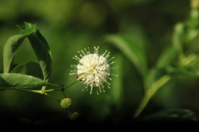 63cooks 067buttonBush.jpg