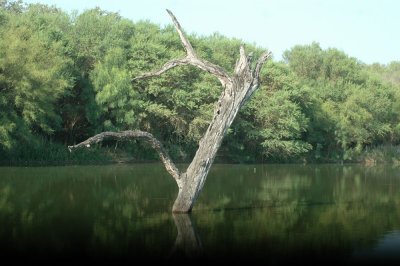 63cooks 071Lunkers.jpg