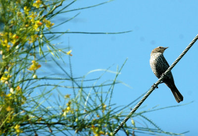 63cooks 073redwingedblackbirdfemale.jpg