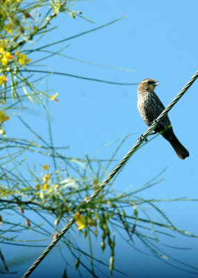 63cooks 074redwingedblackbird.jpg