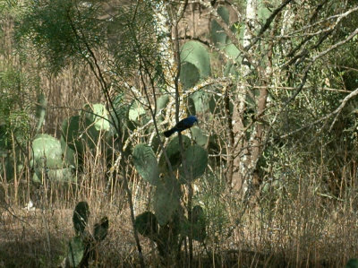 65cooksFish 025blueGrosbeak.jpg