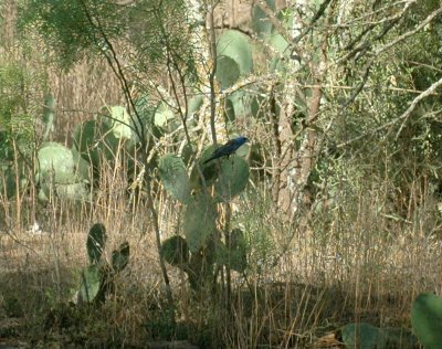 65cooksFish 026blueGrosbeak.jpg