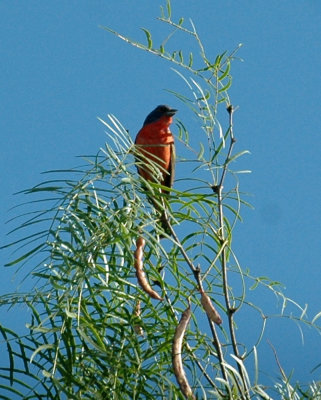 65cooksFish 033paintedBunting.jpg