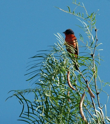 65cooksFish 034paintedbunting.jpg