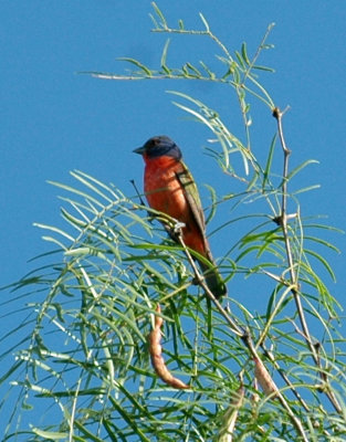 65cooksFish 035paintedbunting.jpg