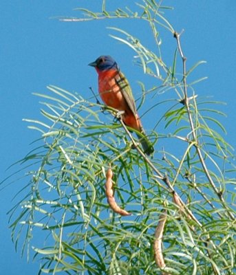 65cooksFish 036paintedbunting.jpg