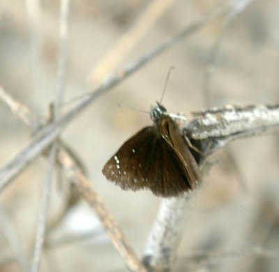 65cooksFish 043cloudywing.jpg