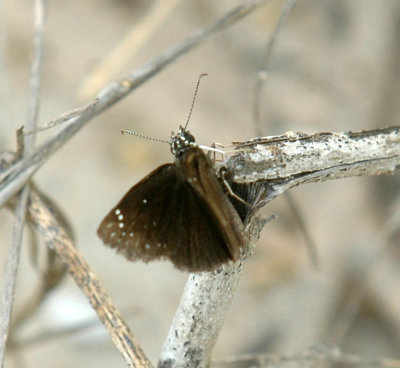 65cooksFish 044cloudywing.jpg