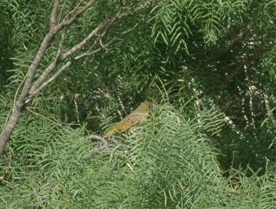 65cooksFish 049bird.jpg