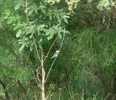 65cooksFish 054greenkingfisher.jpg